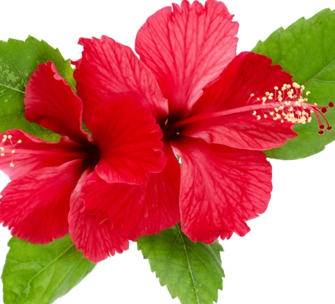 Flexigenics Ingredient Hibiscus Sabdariffa Flower Extract